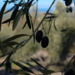 spanish olive oil: La Mancha’s cornicabra