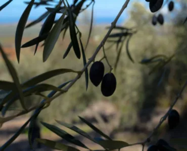 spanish olive oil: La Mancha’s cornicabra